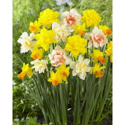 Essence of Beauty - conjunto de 4 variedades de narcisos - 40 piezas.