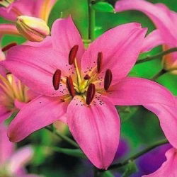 Pink Asiatic lily - Pink - Large Pack! - 15 pcs.
