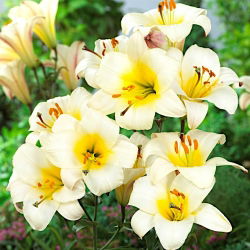 Liliom - White Planet - Lilium White Planet