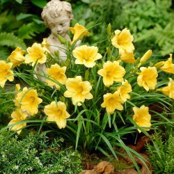 Päivänliljat Stella D'oro - Hemerocallis Stella D'oro
