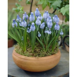 Azure anggur gouram - pek besar! - 100 pcs - 