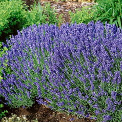 Hạt giống hoa oải hương - Lavandula angustifolia - 200 hạt - Lavendula vera