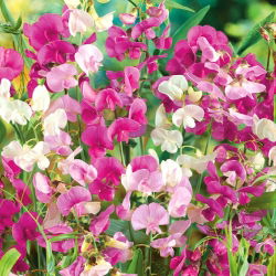 Sonsuz Bezelye, Çok Yıllık Bezelye karışık tohumlar - Lathyrus latifolius - 18 seeds