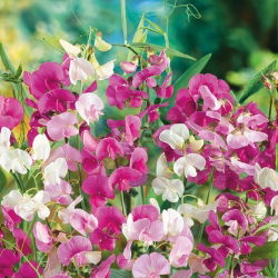 Вечнозелен грах, многогодишни грахови смески - Lathyrus latifolius - 18 семена