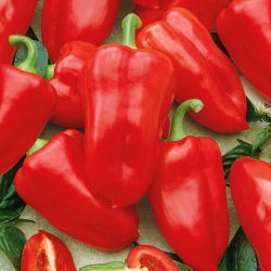 พริกไทย "Rubinova" - สีแดงและหวาน - Capsicum L. - เมล็ด