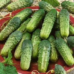Cucumber - Altaj F1 - Pale Green, Bitter-Free, Early Harvest - Fresh Seeds