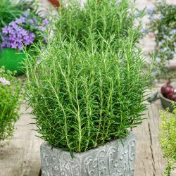 Семе ружмарина - Росмаринус оффициналис - 80 семена - Rosmarinus officinalis