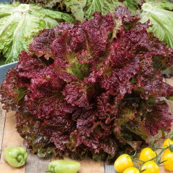Червена салата "Розела" - Lactuca sativa var. foliosa  - семена