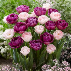 Titkos jegyzet - dupla tulipánfajták halvány rózsaszín és lila virágzással - 40 db.