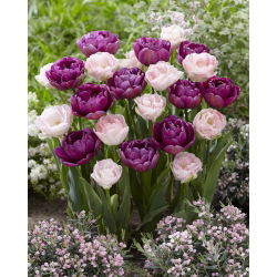 Titkos jegyzet - dupla tulipánfajták halvány rózsaszín és lila virágzással - 40 db.