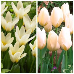 Pina Colada - set of 2 tulip varieties - 40 pcs.
