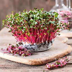 Microgreens - Reddik  - Raphanus sativus L. - frø