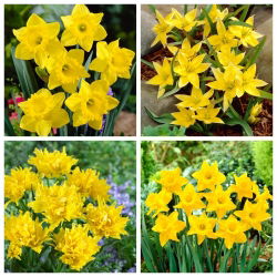 Sunmarine – tulip and daffodil set - 40 pcs.