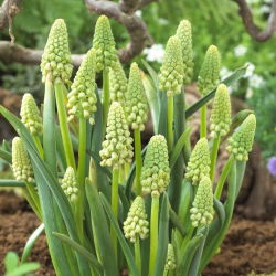 Muscari Bellevalia Pearl verde - Iacob de struguri Bellevalia Green Pearl - 5 bulbi