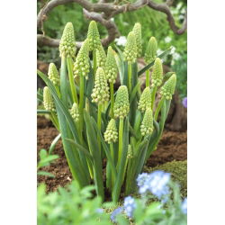 Muscari Bellevalia Pearl verde - Iacob de struguri Bellevalia Green Pearl - 5 bulbi