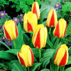 Tulipa Gluck - Tulip Gluck - 5 lampu