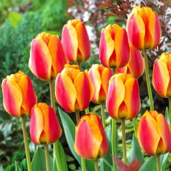 Elite Tulipa Apeldoorna - Elite Elite Tulip Apeldoorn - 5 lukovica - Tulipa Apeldoorn's Elite