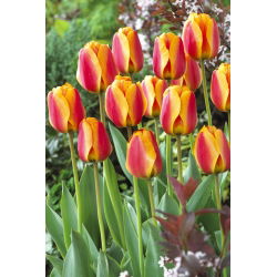 Elite Tulipa Apeldoorna - Elite Elite Tulip Apeldoorn - 5 lukovica - Tulipa Apeldoorn's Elite