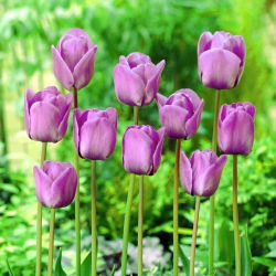 Tulipa Blue Aimable - Tulip Blue Aimable - 5 kvetinové cibule