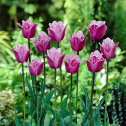 Tulipa Blue Heron - Tulip Blue Heron - 5 lampu