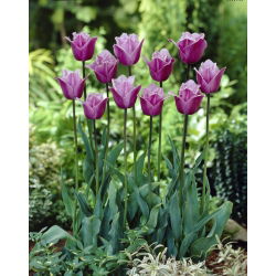 Tulipa Blue Heron - Tulip Blue Heron - 5 lampu