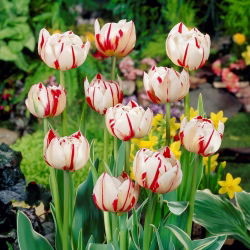 Tulipa Carnaval de Nice - Tulpe Carnaval de Nice - 5 Zwiebeln