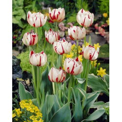 Tulipa Carnaval de Nice - Tulip Carnaval de Nice - 5 bulbs