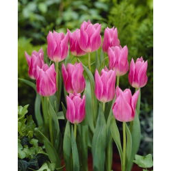 Tulipano China Pink - pacchetto di 5 pezzi - Tulipa China Pink