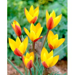 Tulipa Chrysantha - Lale Chrysantha - 5 ampul