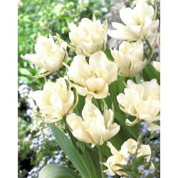 Tulipaner Exotic Emperor - pakke med 5 stk - Tulipa Exotic Emperor