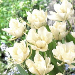Tulipaner Exotic Emperor - pakke med 5 stk - Tulipa Exotic Emperor