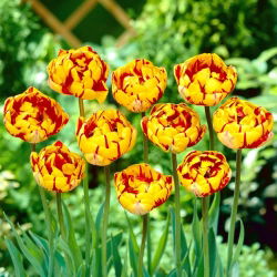 نيس جولدن توليب - نيس الذهبي توليب - 5 البصلة - Tulipa Golden Nizza