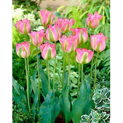 Tulipa Groenlanda - Tulip Groenlanda - 5 bulbi