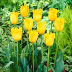 Tulipa Hamilton - Tulip Hamilton - 5 lampu