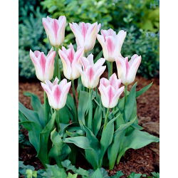 Tulp Holland Chic - pakket van 5 stuks - Tulipa Holland Chic