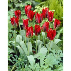 Tulipa Hollywood - Tulip Hollywood - 5 bulbi