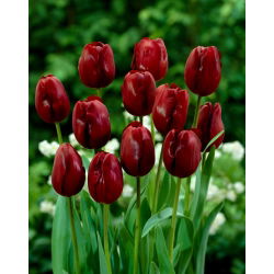 Tulipa Jan Reus - Lale Jan Reus - 5 ampul