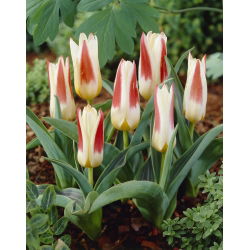 Tulipa Johann Strauss - Tulip Johann Strauss - 5 lampu