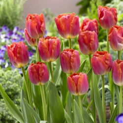 Tulipa Miami Sunset - Tulip Miami Sunset - 5 lampu