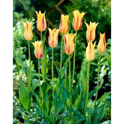 Tulp Mona Lisa - pakket van 5 stuks - Tulipa Mona Lisa
