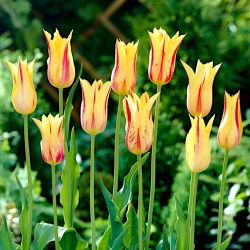 Tulp Mona Lisa - pakket van 5 stuks - Tulipa Mona Lisa