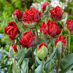 Dviguba tulpė „Rococo Double“ - 5 vnt. Paketas
