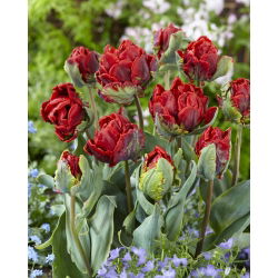 Dviguba tulpė „Rococo Double“ - 5 vnt. Paketas