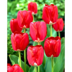 Tulipa Bahar Şarkısı - Tulipa Bahar Şarkısı - 5 ampul - Tulipa Spring Song