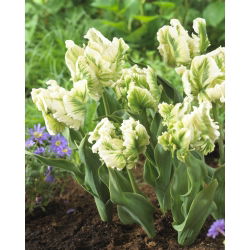 Tulipano Super Parrot - pacchetto di 5 pezzi - Tulipa Super Parrot