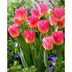 Tulipa Tom Thumb - Lale Tom Thumb - 5 ampul - Tulipa Tom Pouce