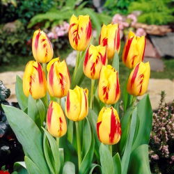 郁金香华盛顿 - 郁金香华盛顿 -  5个电洋葱 - Tulipa Washington