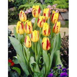 Tulipa Washington - paquete de 5 piezas