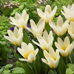Tulipa Concerto - Tulip Concerto - 5 lampu