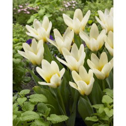 Tulipa Concerto - Tulip Concerto - 5 lampu